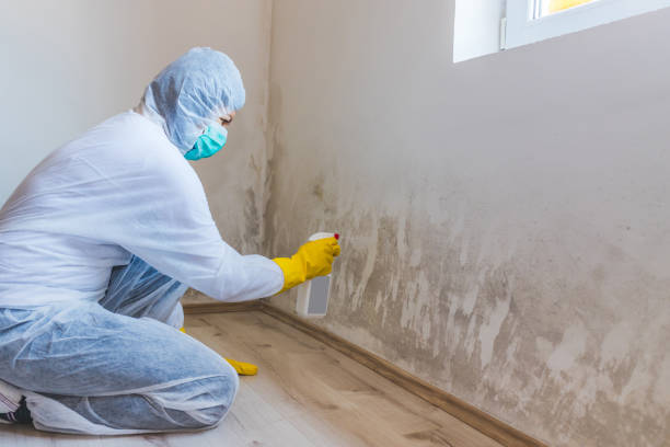 Licensed Basement Mold Remediation service in Herndon, PA - Car Mold Remediation