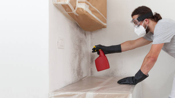 Professional Basement Mold Remediation technician working in Herndon, PA