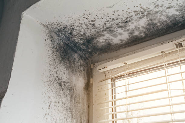 Affordable Basement Mold Remediation solutions in Herndon, PA