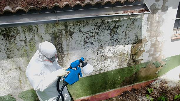 Top rated local Basement Mold Remediation specialists in Herndon, PA
